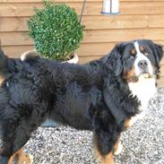 Berner sennenhund Ivenhoe