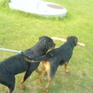 Rottweiler Faith