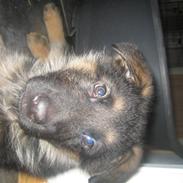 Schæferhund koldbakkens simba