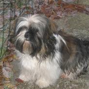 Shih tzu Gizmo