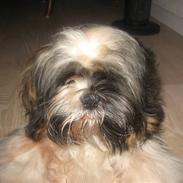Shih tzu Gizmo