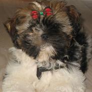 Shih tzu Gizmo