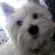 West highland white terrier Emma 