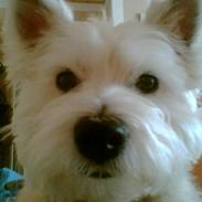 West highland white terrier Emma 
