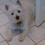 West highland white terrier Emma 