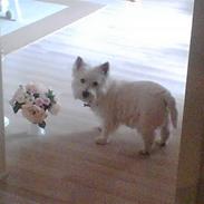 West highland white terrier Emma 
