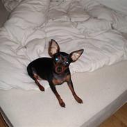 Prazsky krysarik Gucci