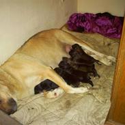 Blanding af racer trine