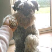 Dvaergschnauzer Fesser