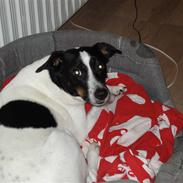 Glathåret foxterrier Molly