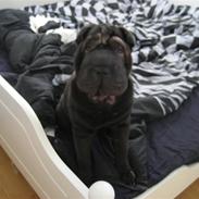 Shar pei Jytte