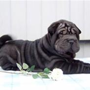 Shar pei Jytte