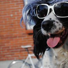 Field Trial spaniel ina <33 forever<33