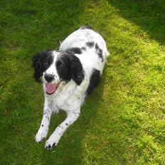 Field Trial spaniel ina <33 forever<33