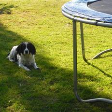 Field Trial spaniel ina <33 forever<33