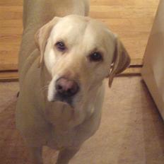 Labrador retriever sago
