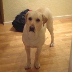 Labrador retriever sago