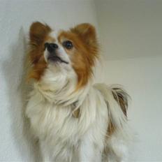Papillon Teddy