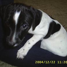 Blanding af racer Max