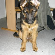 Schæferhund Kato