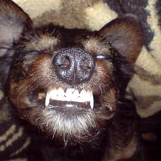 Blanding af racer jensen