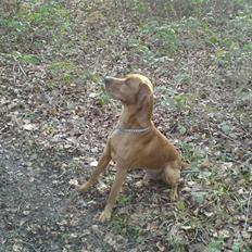 Vizsla Pelle