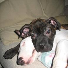 Blanding af racer Cane Carter