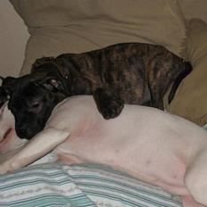 Blanding af racer Cane Carter