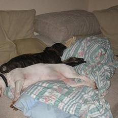 Blanding af racer Cane Carter