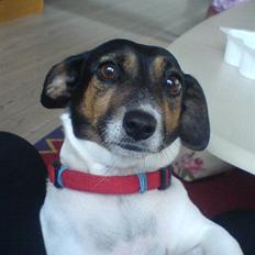 Dansk svensk gaardhund  Bella 