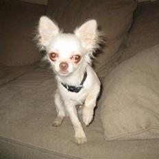 Chihuahua Victor