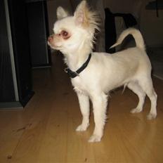 Chihuahua Victor