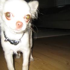 Chihuahua Victor