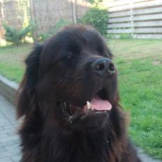 Newfoundlænder Oliver <33 *RIP*