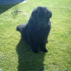 Newfoundlænder Franciesco Totti 'R.I.P'
