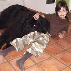 Newfoundlænder Franciesco Totti 'R.I.P'