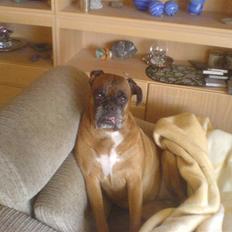 Boxer schiba   R.I.P