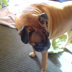 Boxer schiba   R.I.P