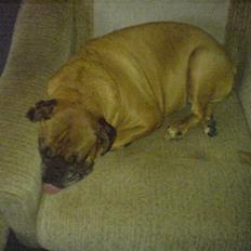 Boxer schiba   R.I.P