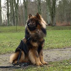 Eurasier Balules Devil By Night