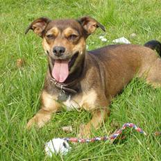 Blanding af racer d/s gårdhund Tikka RIP