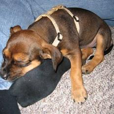 Blanding af racer d/s gårdhund Tikka RIP