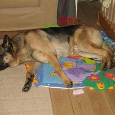 Schæferhund Tasso RIP