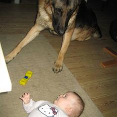 Schæferhund Tasso RIP