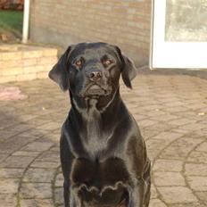Labrador retriever Jason