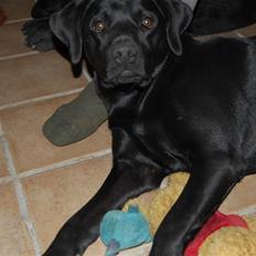 Labrador retriever Jason