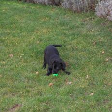 Labrador retriever Jason