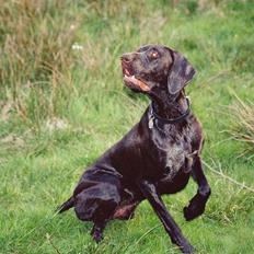 Korthåret hønsehund Caro - "Gomards King"