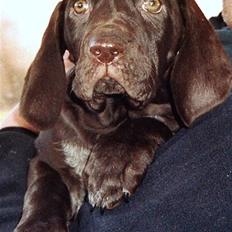 Korthåret hønsehund Caro - "Gomards King"