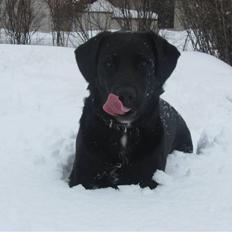 Labrador retriever Lady